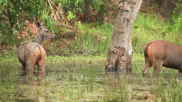 Sambar Deer feeding on Water reeds standing knee deep in water in the Jungle of Bandhavgarh in Centr