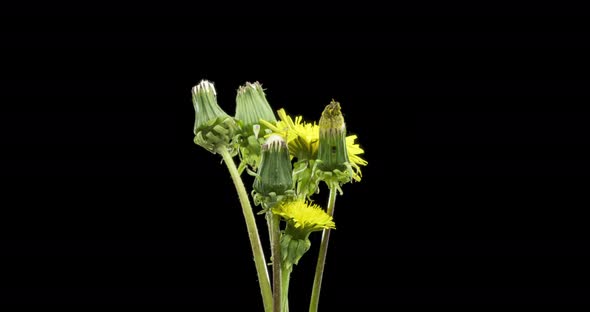 Time Lapse of Dandelion Opening Close Up View