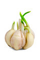 Sprouting garlic clove - PhotoDune Item for Sale