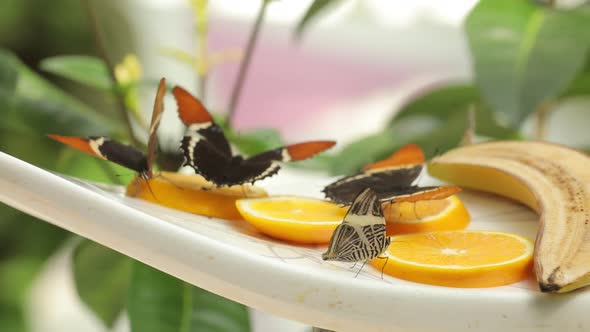 Three Black and Red Butterflies Sitting on Orange Slices Butterflies Drinking