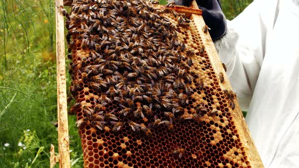 Beekeeper holding and examining beehive