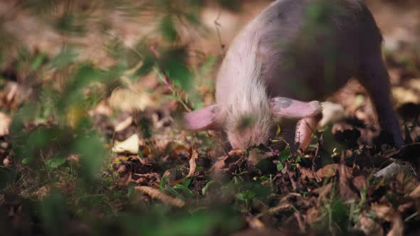 Piglet digging the ground