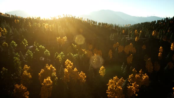 Aerial Drone View Flight Over Pine Tree Forest in Mountain at Sunset