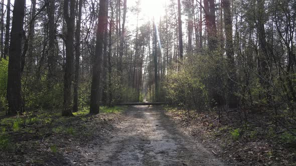 Road in the Forest During the Day Slow Motion