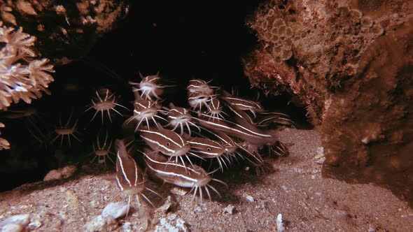 Tropical Underwater Red Sea Cat-fish