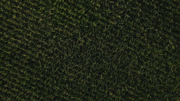 Aerial Drone Shot of Green Corn Field at Summer Evening