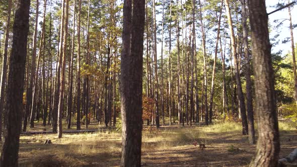 Autumn Forest Landscape with Trees By Day