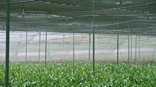 Slow motion - water sprinkers watering Amaryllis plants inside a greenhouse