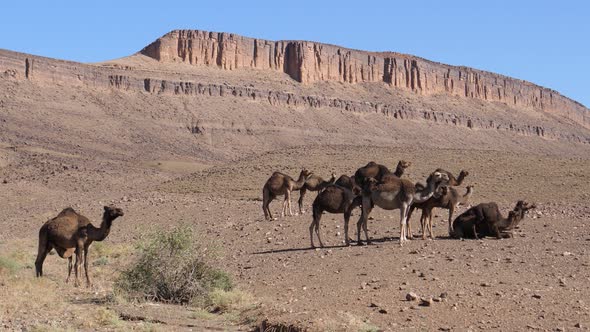 Big herd of dromedary camel families 