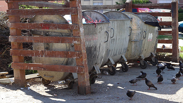 Pigeons at Dumpsters Yard