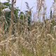 Tall Grass in the Wind - VideoHive Item for Sale