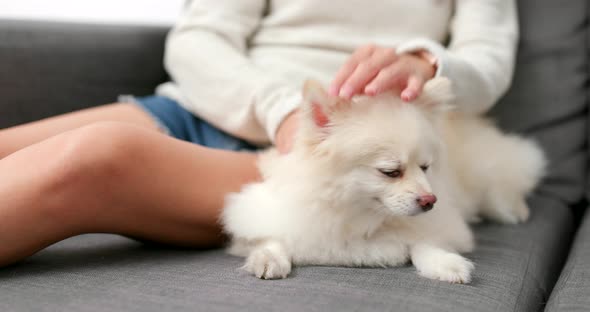 Woman massaging on her dog at home