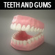 Teeth & Gums - Human Adult - 3DOcean Item for Sale