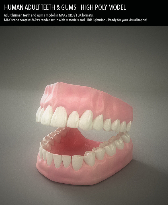 Teeth & Gums - Human Adult