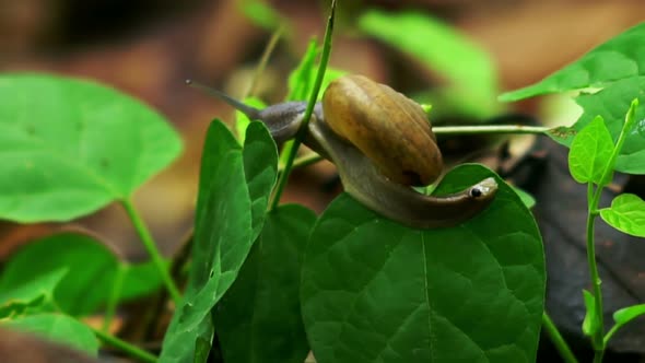 Snail Crawling on the Green Leaf in the Rain Forest