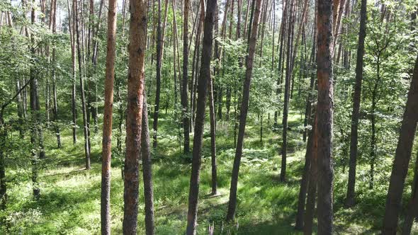 Trees in the Forest By Summer Day