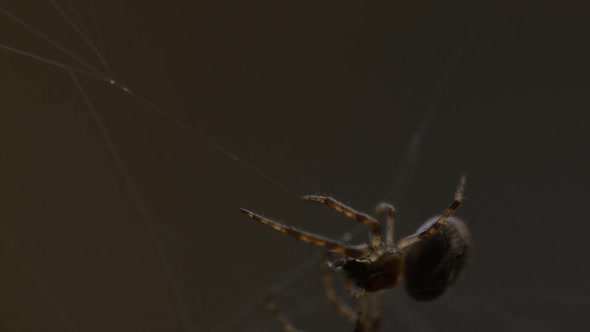 Spider Weaves a Web