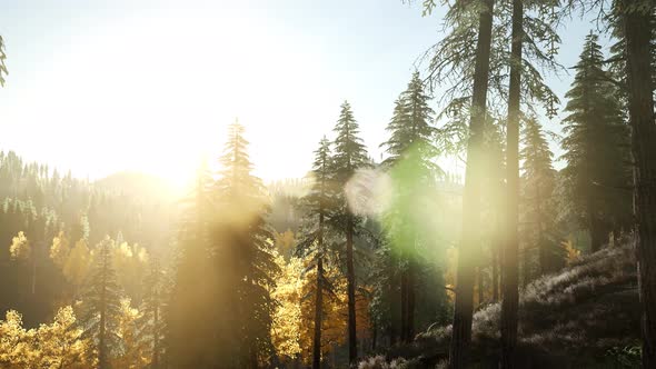 Sun Shining Through Pine Trees in Mountain Forest alt
