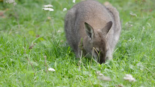 Bennett's Tree-kangaroo Eats Grass. Dendrolagus Bennettianus Grazing in the Meadow.