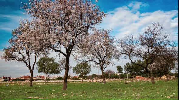 Pink Blooming Trees in Spring Orchard