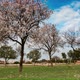 Pink Blooming Trees in Spring Orchard - VideoHive Item for Sale