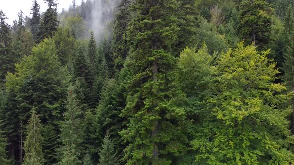 Slatioara Secular Forest Aerial View