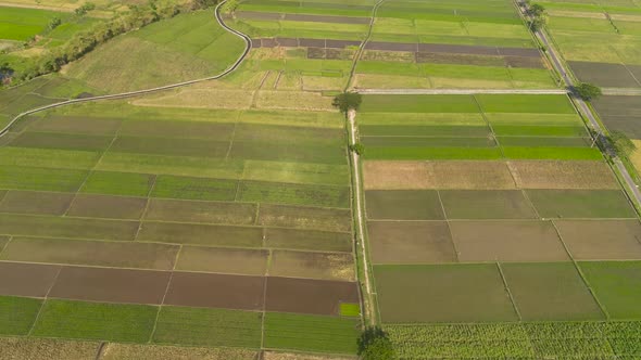 Rice Field and Agricultural Land in Indonesia