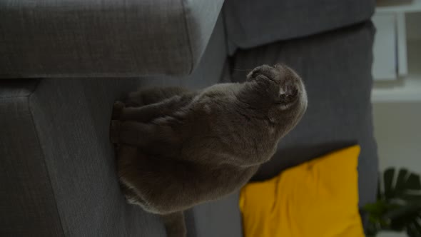 Scottish Fold Cat on Sofa