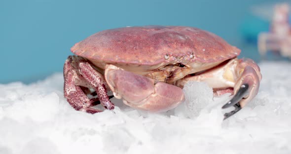 Red Crab Moving Its Feelers On Ice With Blue Backdrop. slow motion