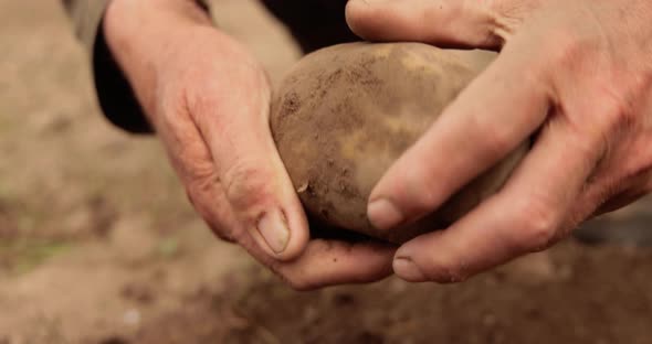 Farmer Inspects His Crop of Potatoes Hands Stained with Earth