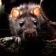 Squeaks and Rustling of Rats in Sewage - AudioJungle Item for Sale