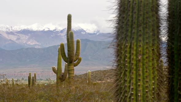 Big Cactus with Snowy Mountains at Background. Argentina, Salta, Los Cardones National Park. Gimbal