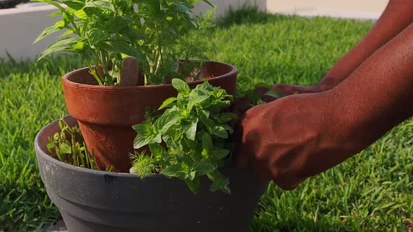Pruning fresh mint out of the pot.
