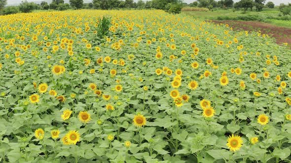 Drone Flyover shot over a blooming Sunflower field during the monsoon in a Indian Countryside