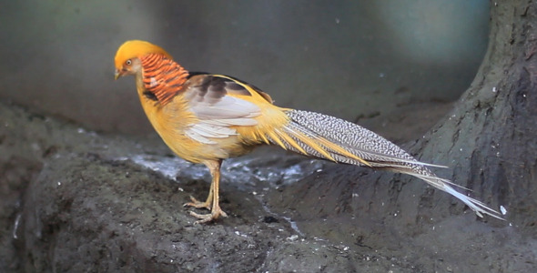 Golden Pheasant