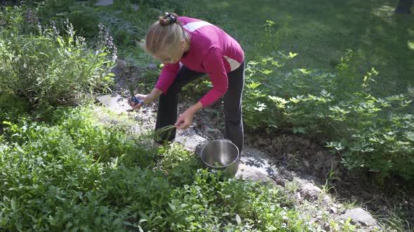 Mature, beautiful woman picking fresh, home grown arugula in a garden. The ultimate farm to table. S