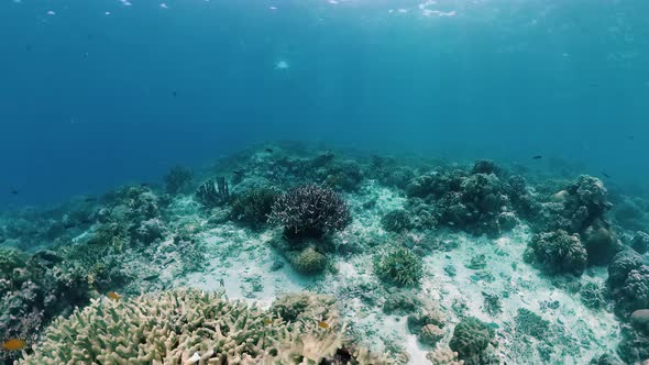 Coral Reef and Tropical Fish. Panglao, Philippines.