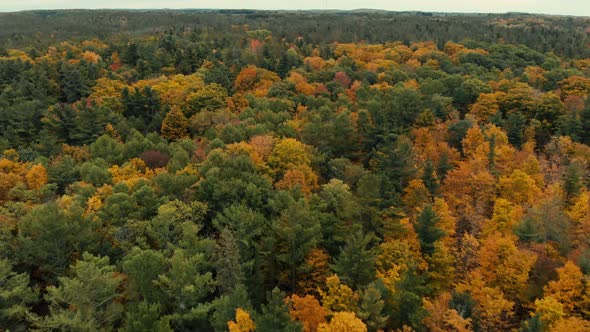 Drone flight over fall forest in Canada. Autumn leaves and trees. Orange, Red, Yellow and Green beau