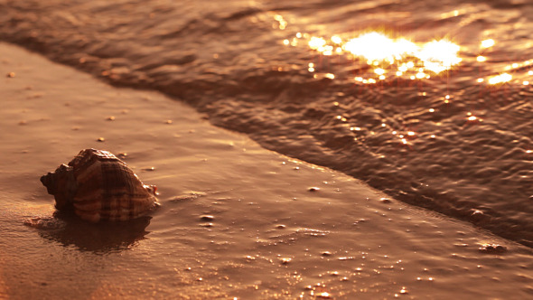 Sea Shell at Sunset