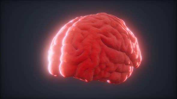 Loop Rotating Human Brain Animation