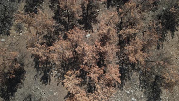 Pine Tree Ash Dry Soil Burnt Tree