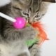 Kitten Playing With a Toy (2-Pack) - VideoHive Item for Sale