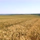 Wheat fields from the air - VideoHive Item for Sale