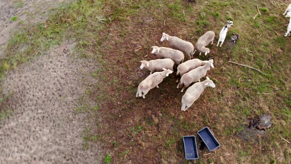 AERIAL: Rotating Shot of a Herd of Sheep Grazing in a Green Meadow