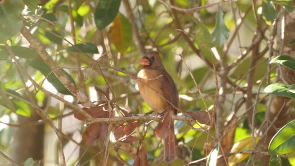 Female Northern Cardinal bird perched in a tree