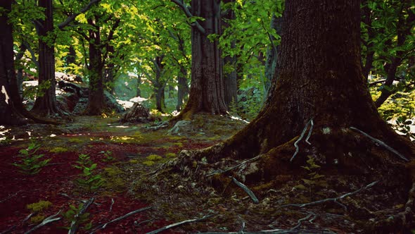 Detailed Close Up View on a Forest Ground Texture with Moss