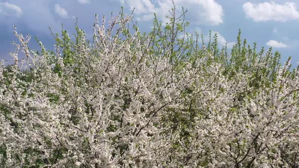 a View From a Drone of a Blooming Cherry Plum the Wind Shakes the Branches of a Tree