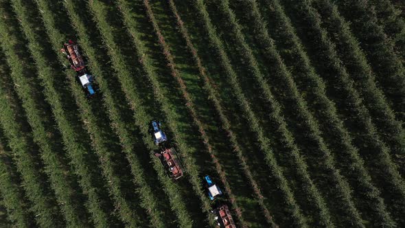 Harvesting Fruit Orchard in Italy