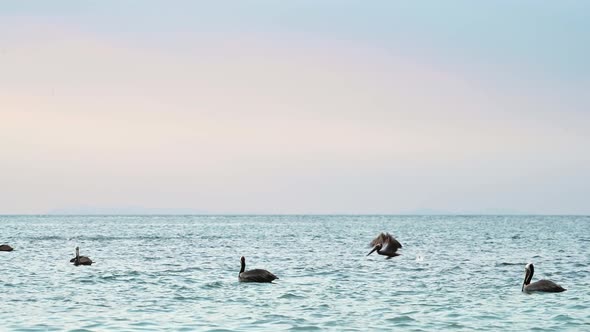 Costa Rica Birds and Wildlife, Brown Pelican (pelecanus occidentalis) In Flight Taking Off Flying fr