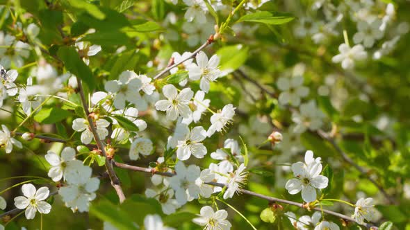 Cherry Blossom Branch